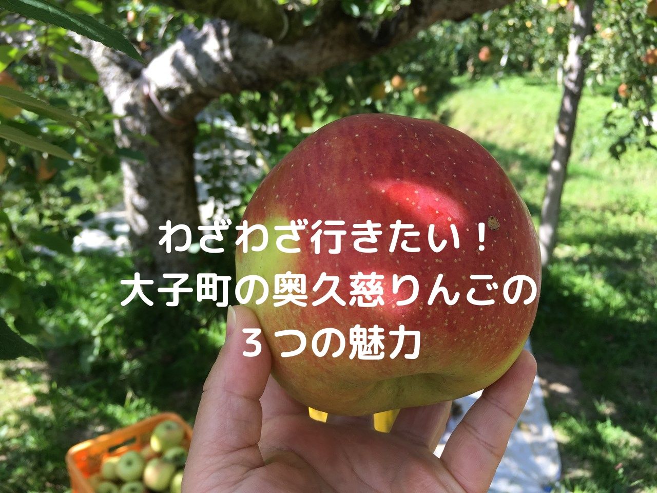 わざわざ行きたい！大子町の奥久慈りんごの3つの魅力