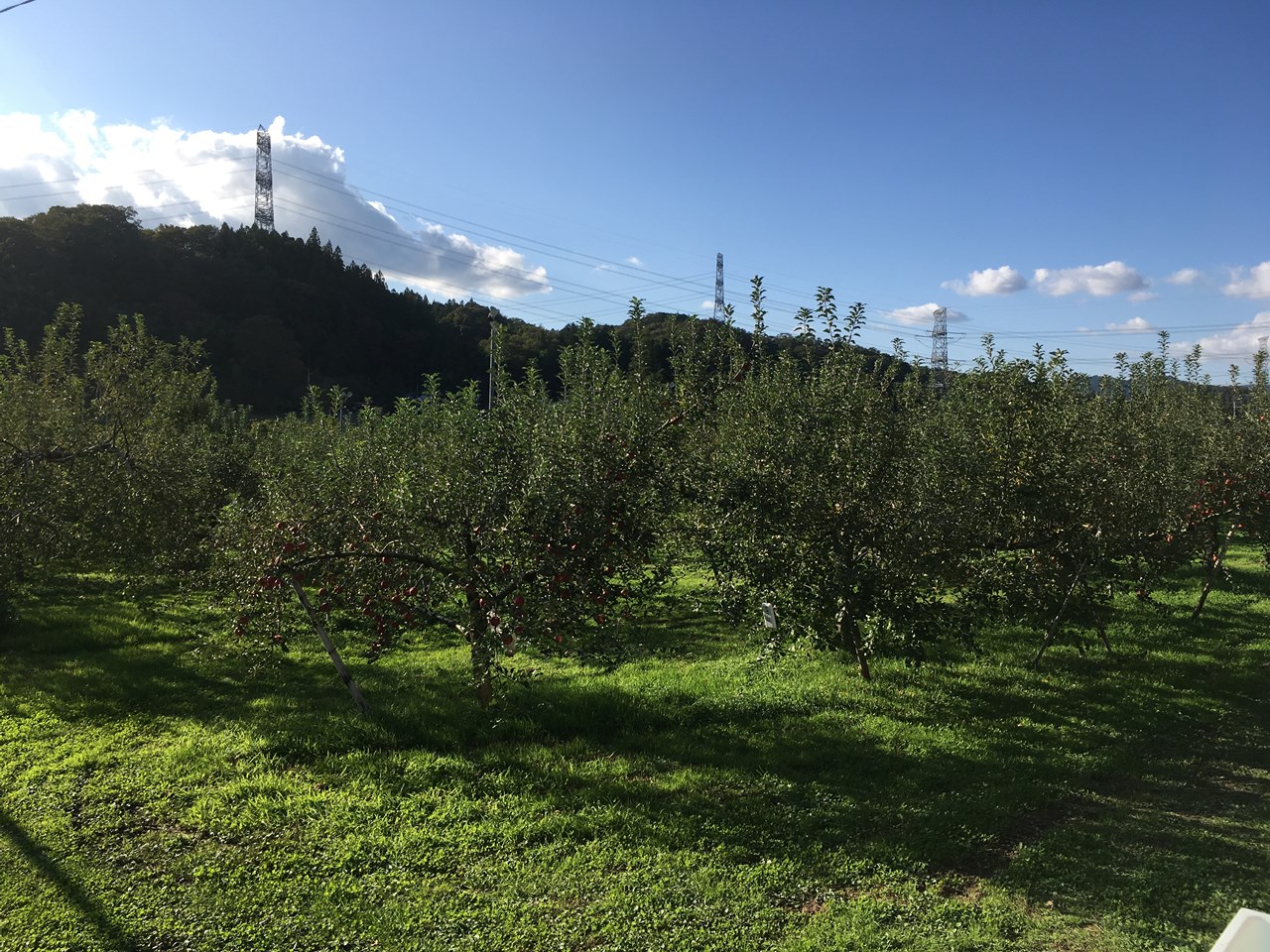 栗木りんご園さんのリンゴ畑