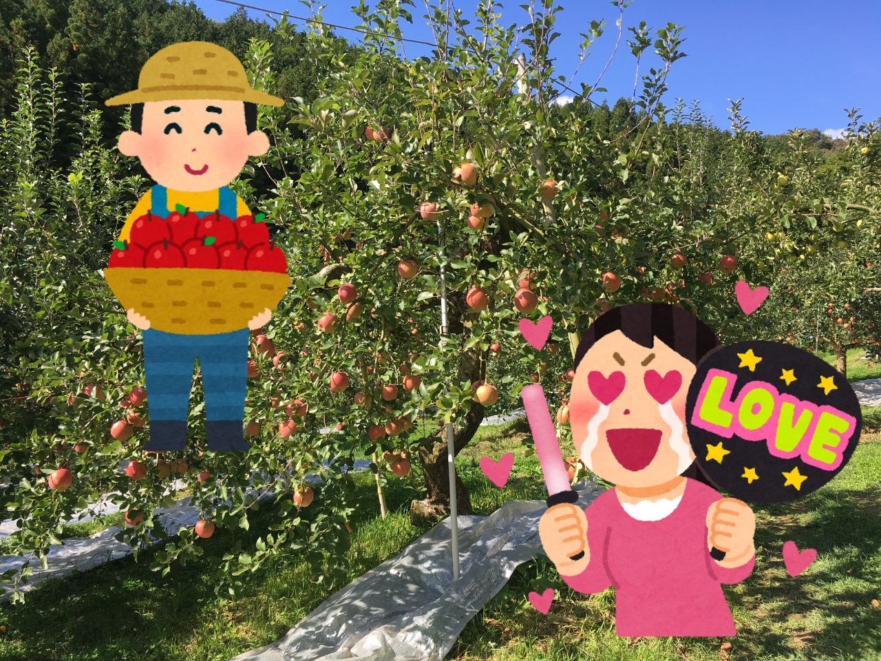 大子町内に40軒！お気に入りのりんご園を見つける楽しみがある