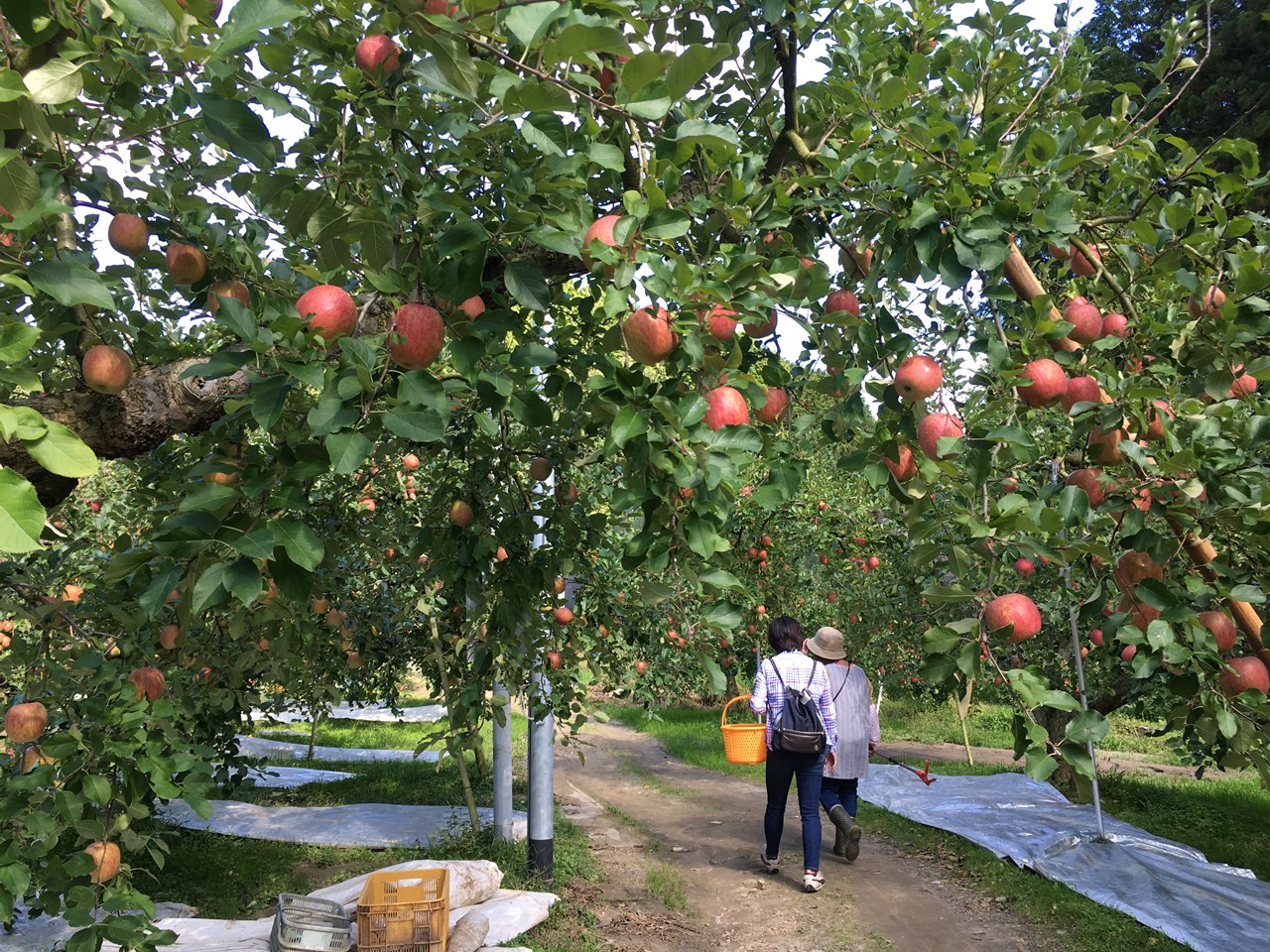 りんご畑１