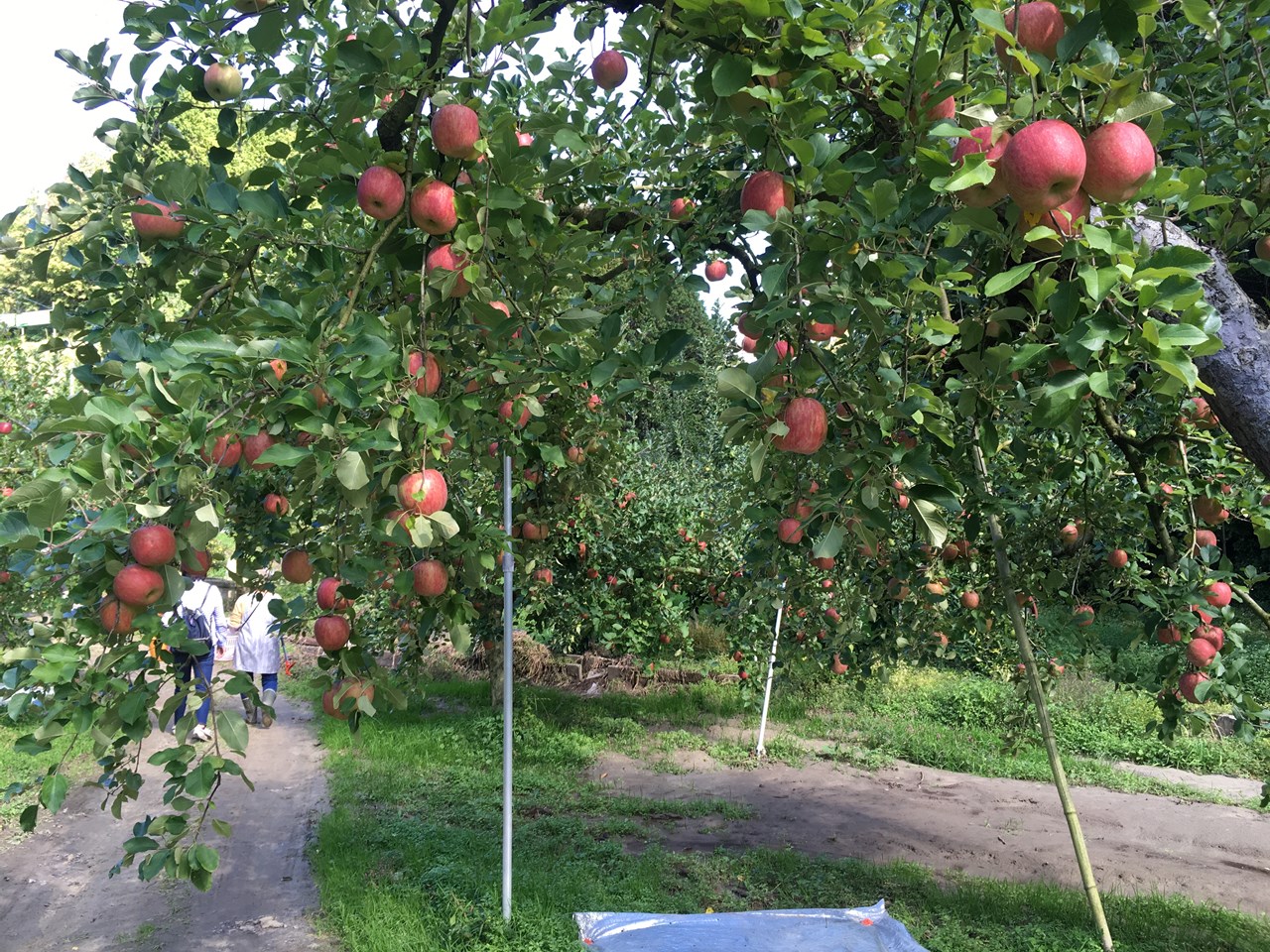 りんご畑２