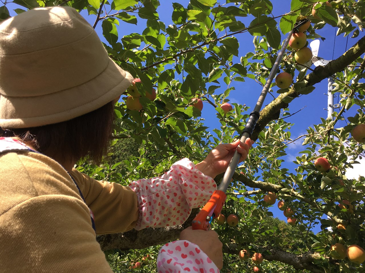 高いところ専用の道具でりんごをもぎ取るりんご園のスタッフ