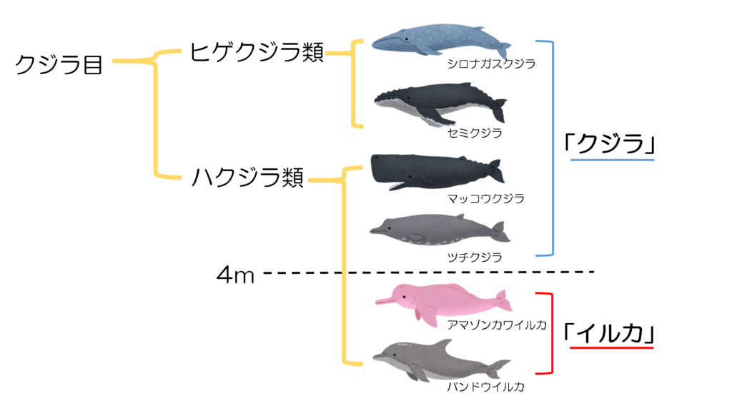 クジラとイルカの種類と分類の図